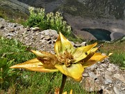 66 Gentiana punctata (Genziana punteggiata) in avanzato stato di fioritura